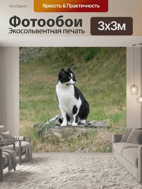 Фотообои Кошка