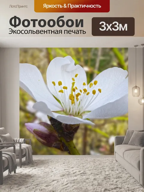 Фотообои Цветы миндаля
