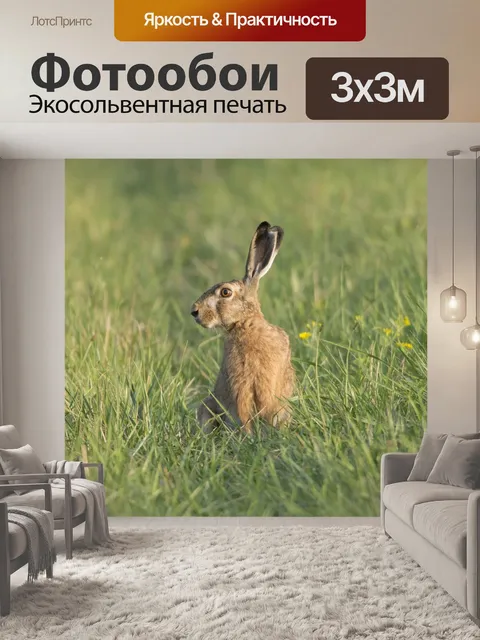Фотообои Заяц