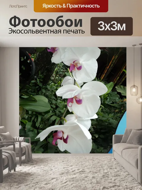 Фотообои белых орхидей
