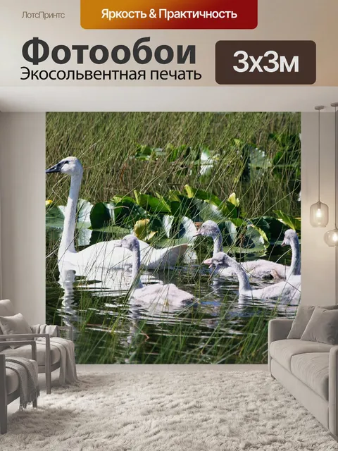 Фотообои Трубач лебедей