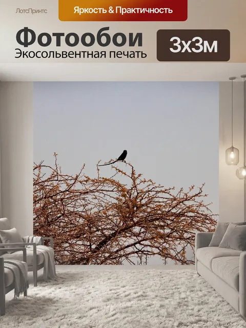 Фотообои черная птица с длинным хвостом