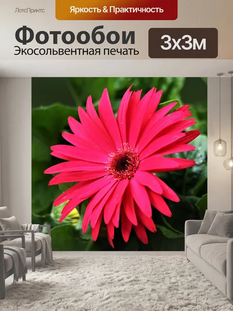 Фотообои Розовый Гербер Дейзи крупным планом