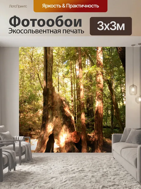 Фотообои Гигантские секвойи в Калифорнии