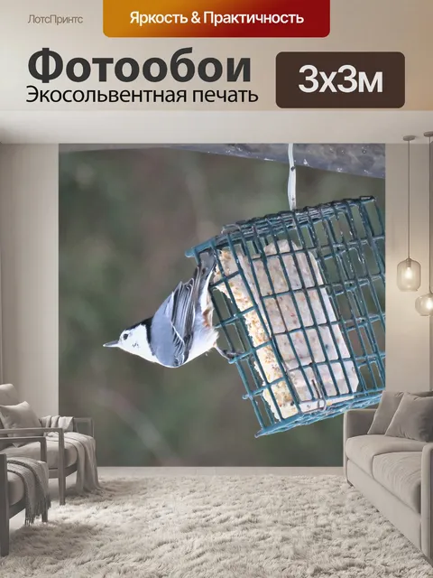 Фотообои Белогрудый поползень