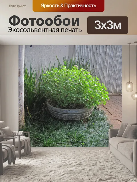 Фотообои горшок с цветами во дворе