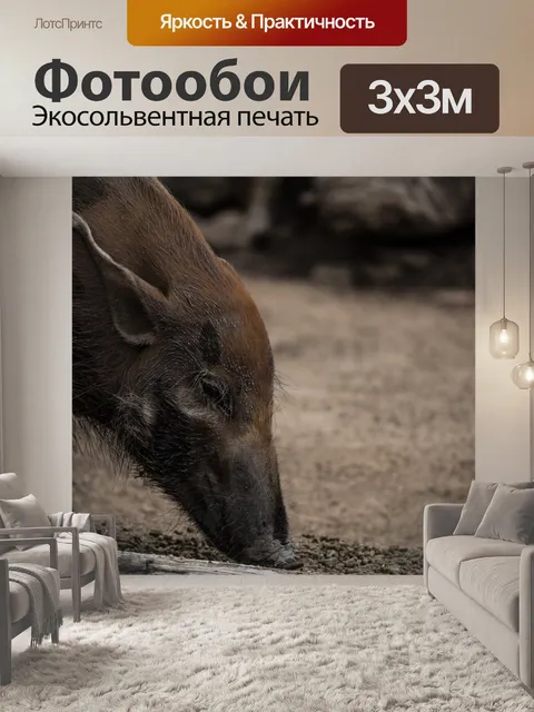 Фотообои Африканский кабан
