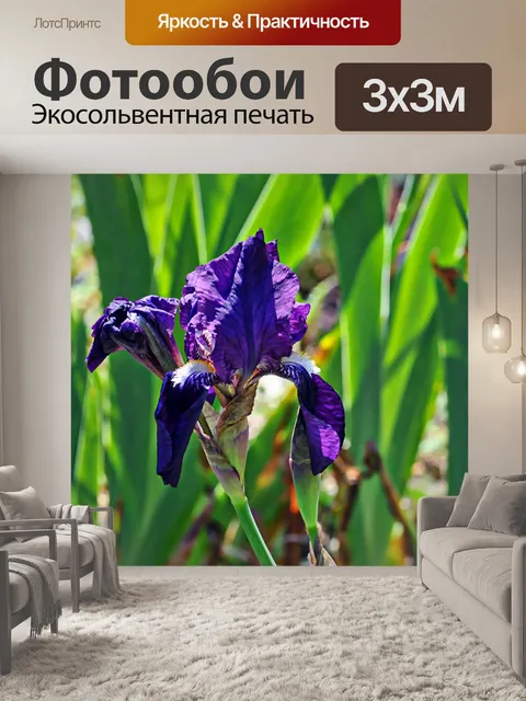 Фотообои Фиолетовый Ирис