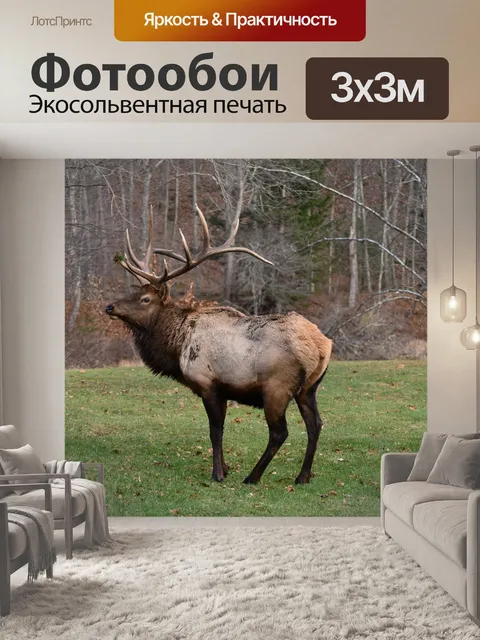 Фотообои Бык лось