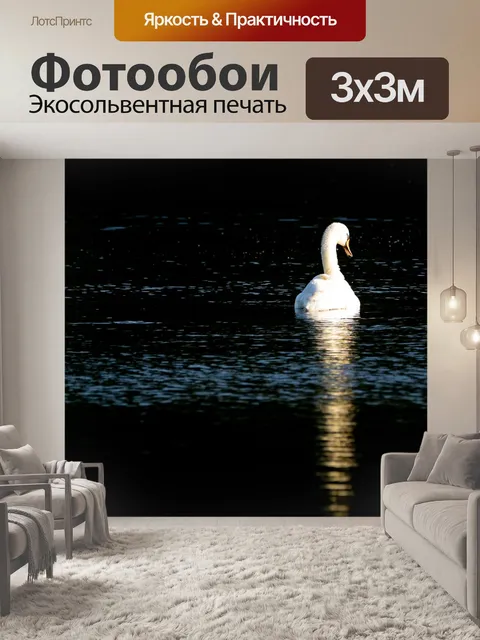 Фотообои Лебедь
