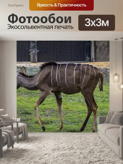 Фотообои антилопа