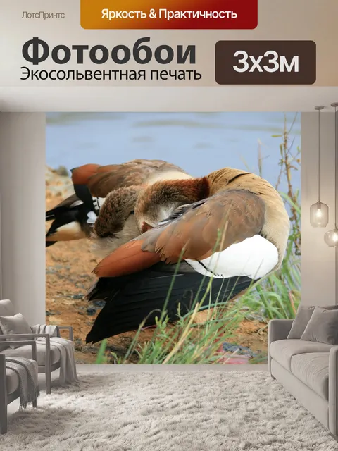 Фотообои Египетский гусь с шеи согнутой