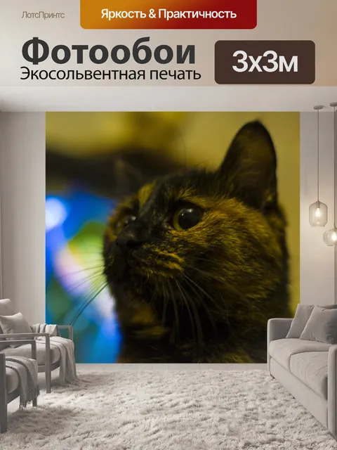 Фотообои Кошка