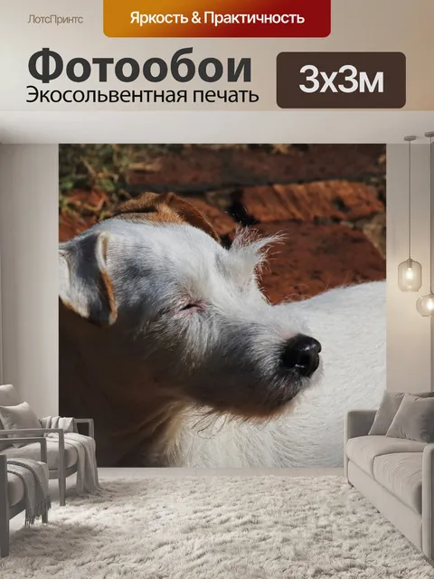 Фотообои белые Парсонс Джек Рассел стоя