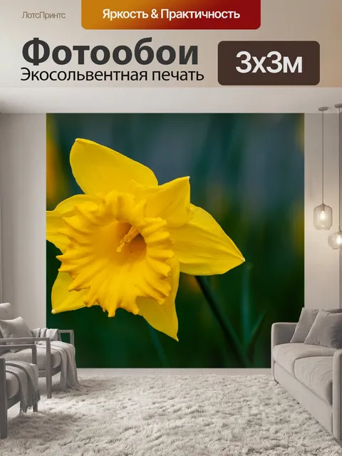 Фотообои Цветок, нарцисс