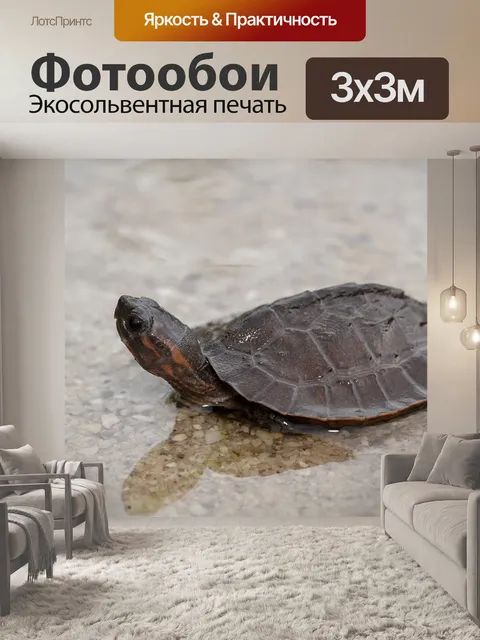 Фотообои Черепаха
