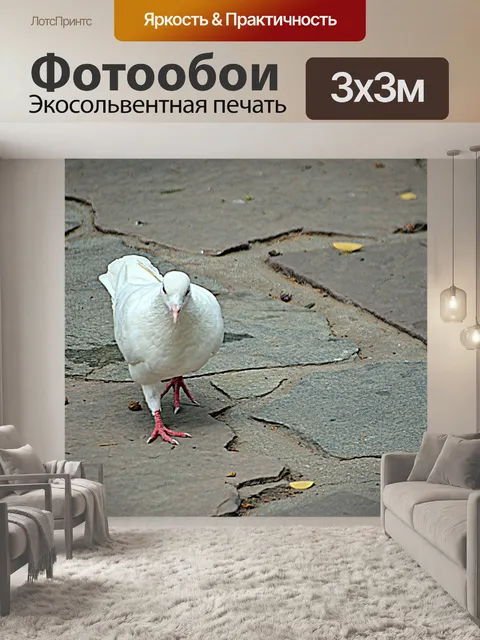 Фотообои Белый голубь