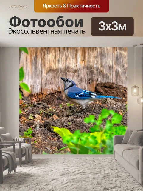 Фотообои Голубая сойка