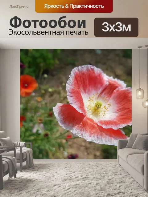 Фотообои Анемон
