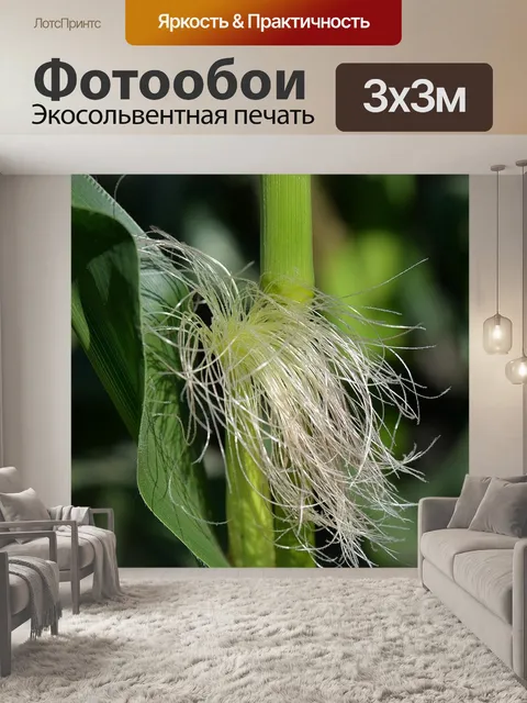 Фотообои Кукуруза на початках