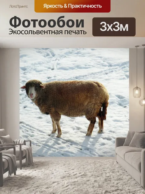 Фотообои Овец