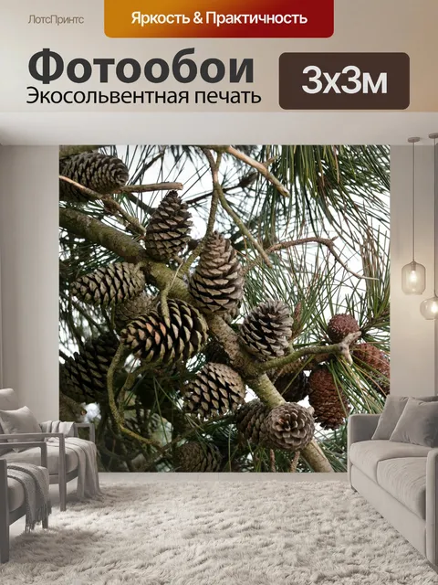 Фотообои Сосновые деревья на ветке