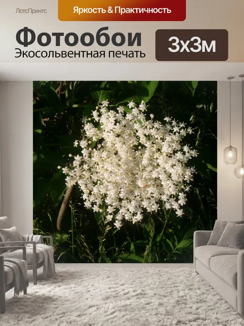 Фотообои Elderflower