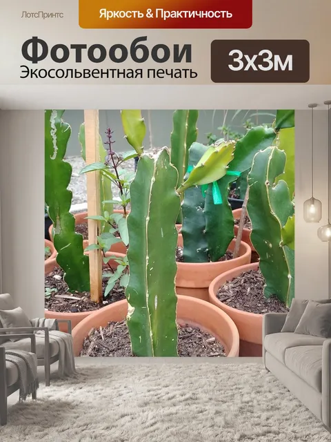 Фотообои Драконий фрукт