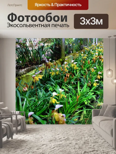 Фотообои Леди тапочка Орхидея Интанон Националь