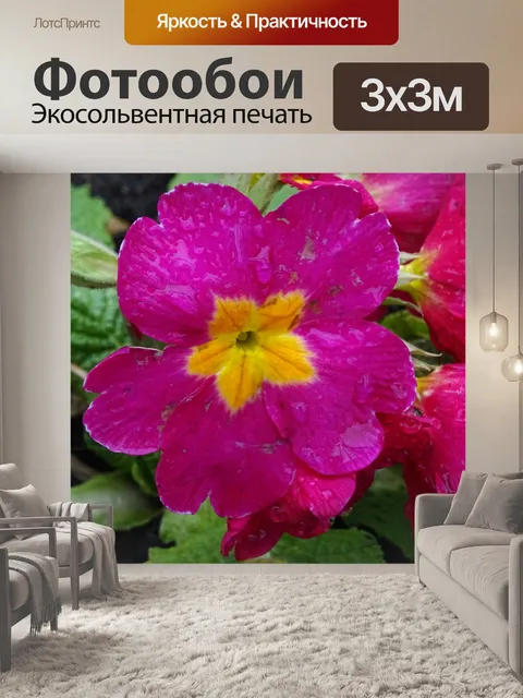 Фотообои Розовый Примула цветок в утренней росе