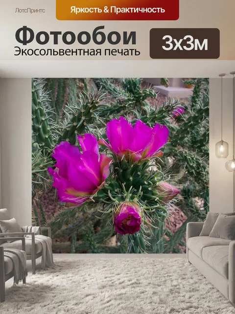 Фотообои Чолла кактус