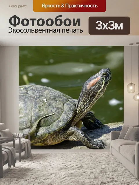 Фотообои Turtle