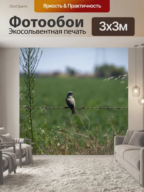 Фотообои птица на проводе