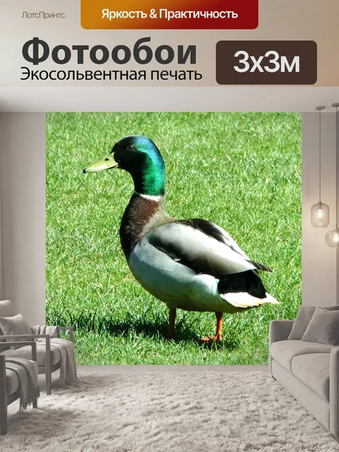 Фотообои Утка на траве