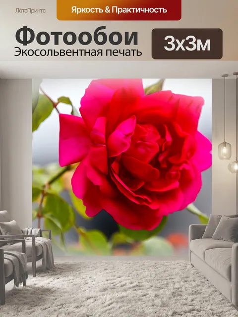 Фотообои Красная роза, шип, цветок