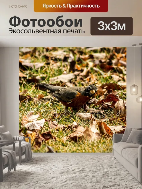 Фотообои Американский малиновка