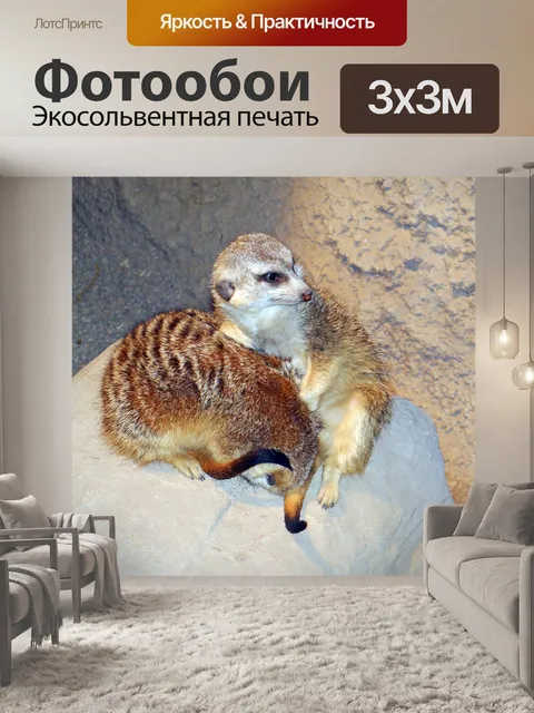 Фотообои Два Сурикаты