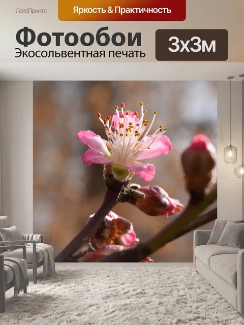 Фотообои Персиковый цвет