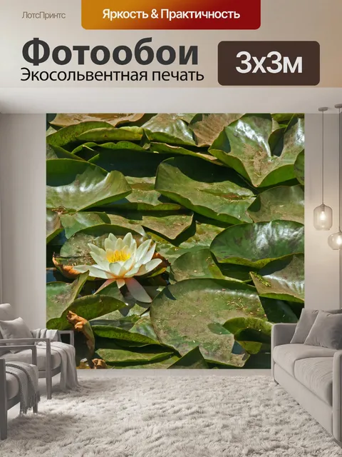 Фотообои белая водяная лилия и большие листья