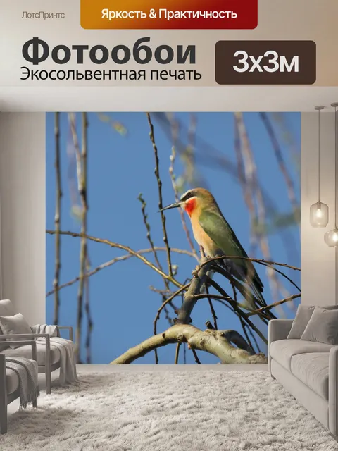 Фотообои Белолобый