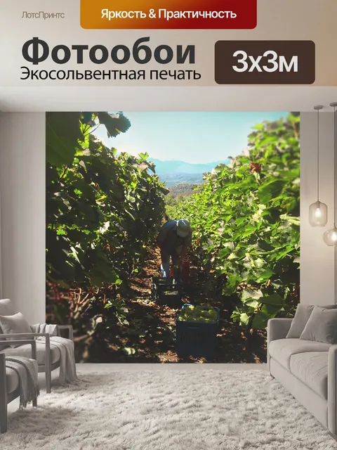 Фотообои Grapes