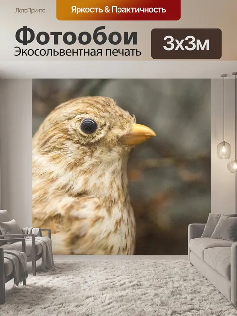 Фотообои белый крылатый жаворонок