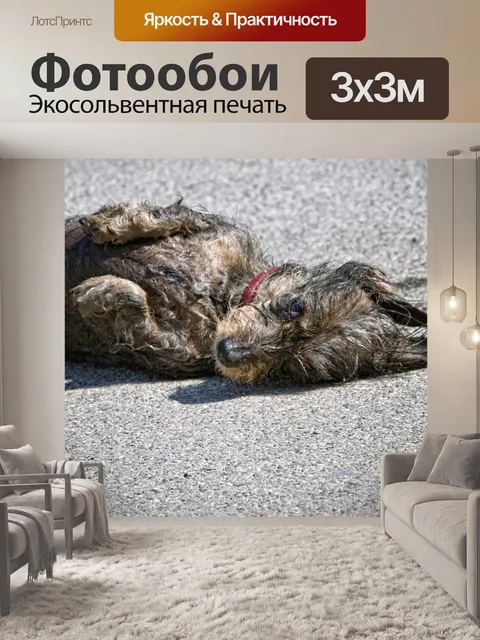 Фотообои Собака