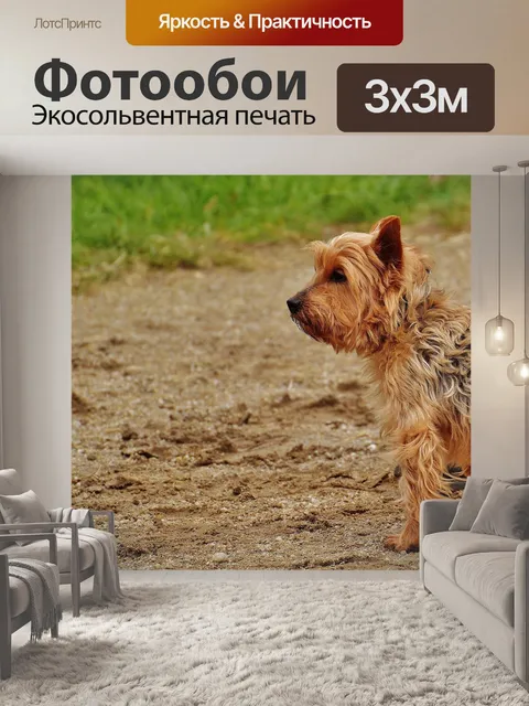 Фотообои Йоркширский терьер