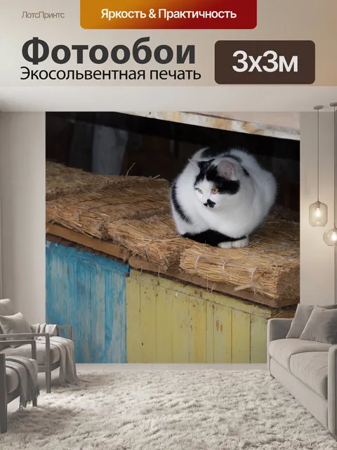 Фотообои Кот
