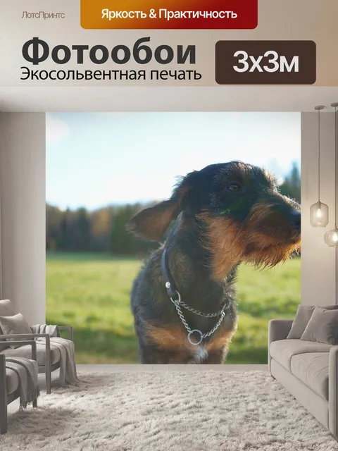 Фотообои Такса