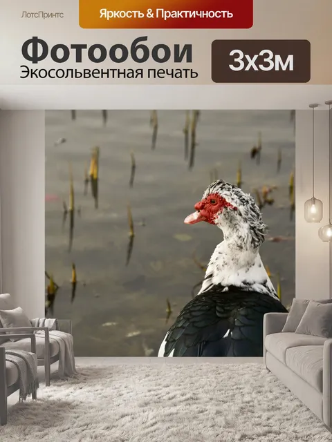 Фотообои Мускусная утка