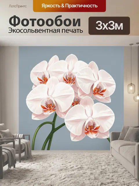 Фотообои Белые орхидеи на сером фоне