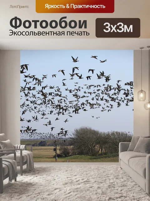 Фотообои Белые гуси