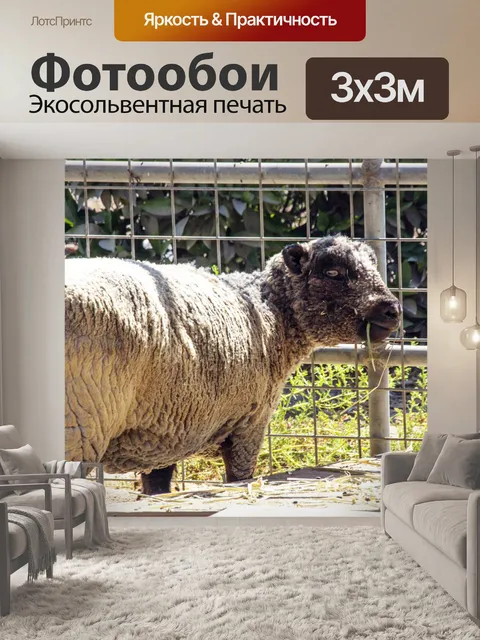 Фотообои ягненок